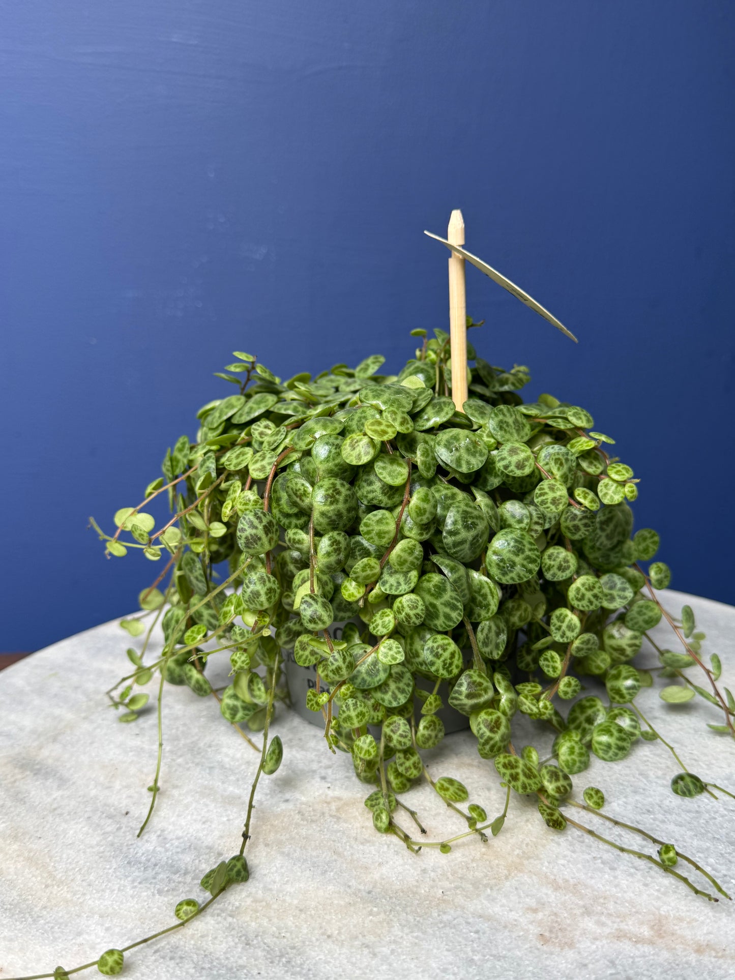 Peperomia Prostrata - String of Turtles