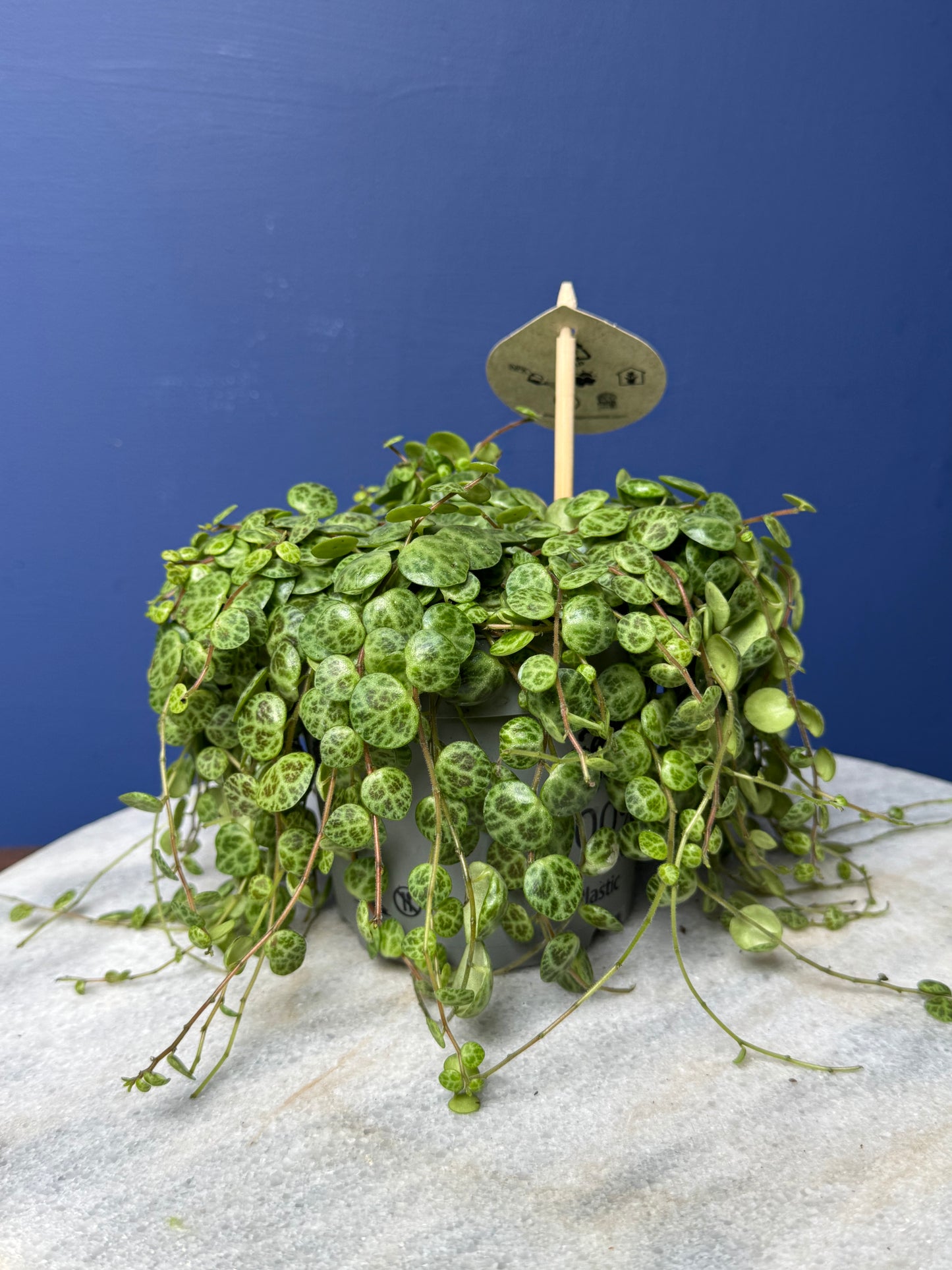 Peperomia Prostrata - String of Turtles