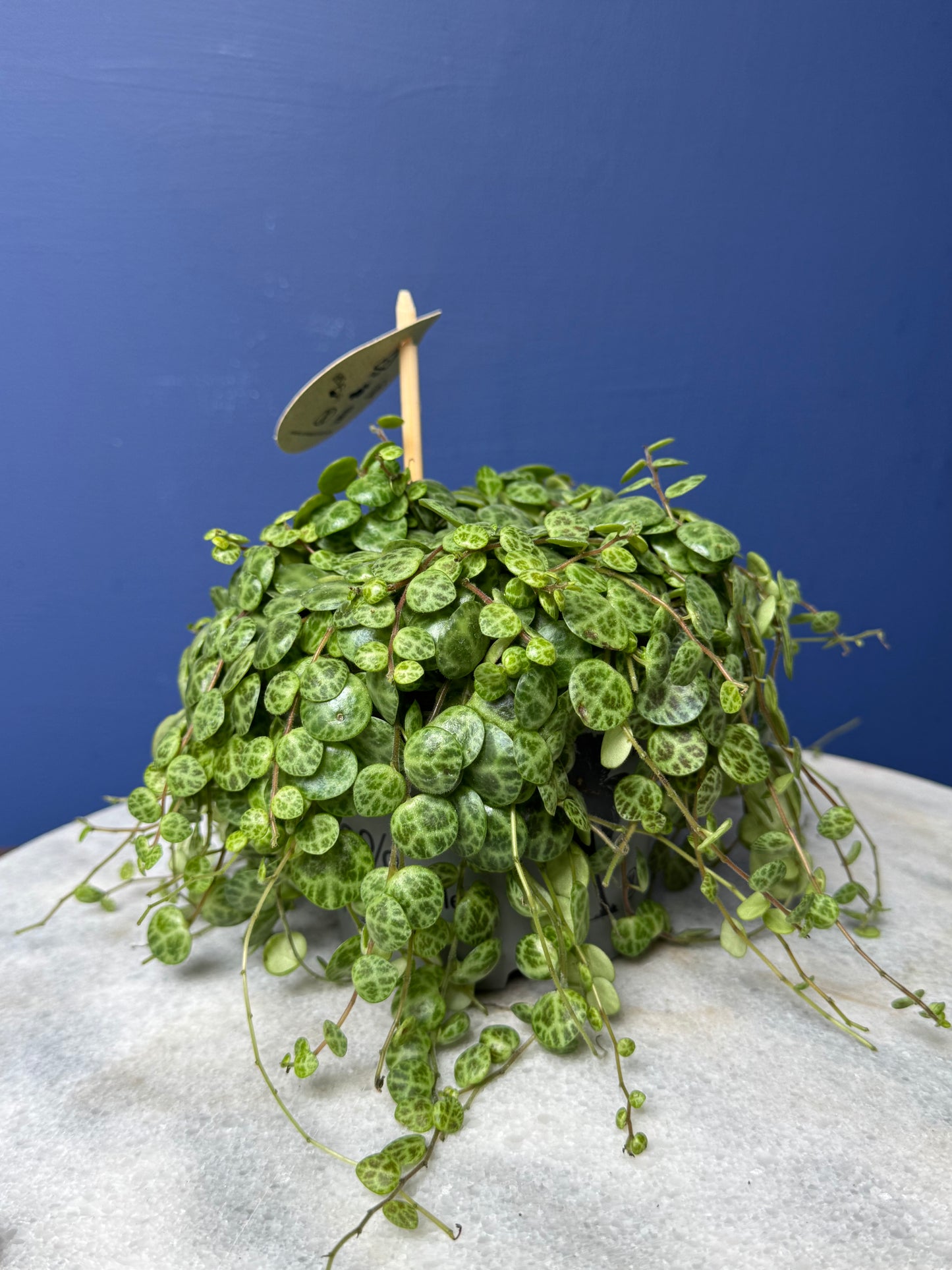 Peperomia Prostrata - String of Turtles
