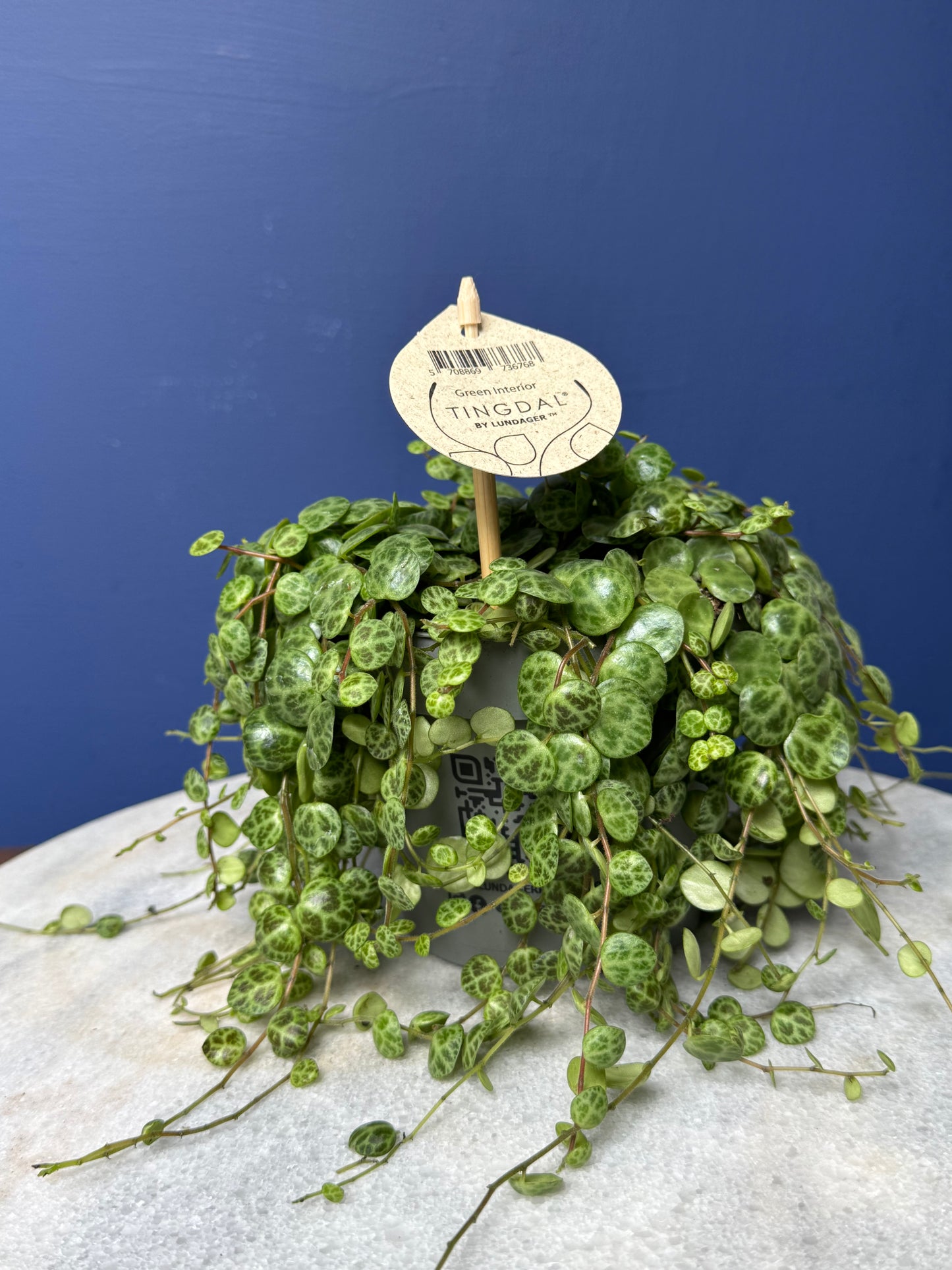 Peperomia Prostrata - String of Turtles