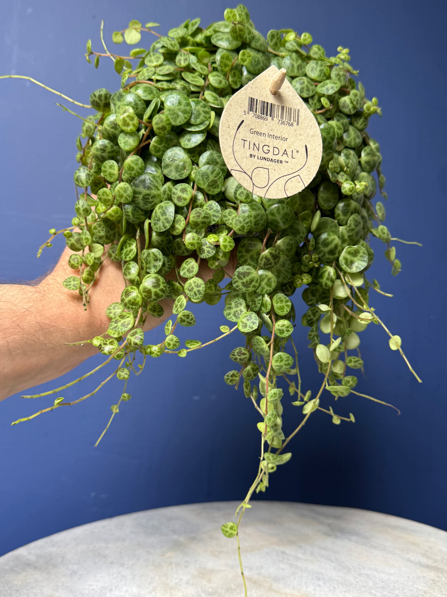 Peperomia Prostrata - String of Turtles