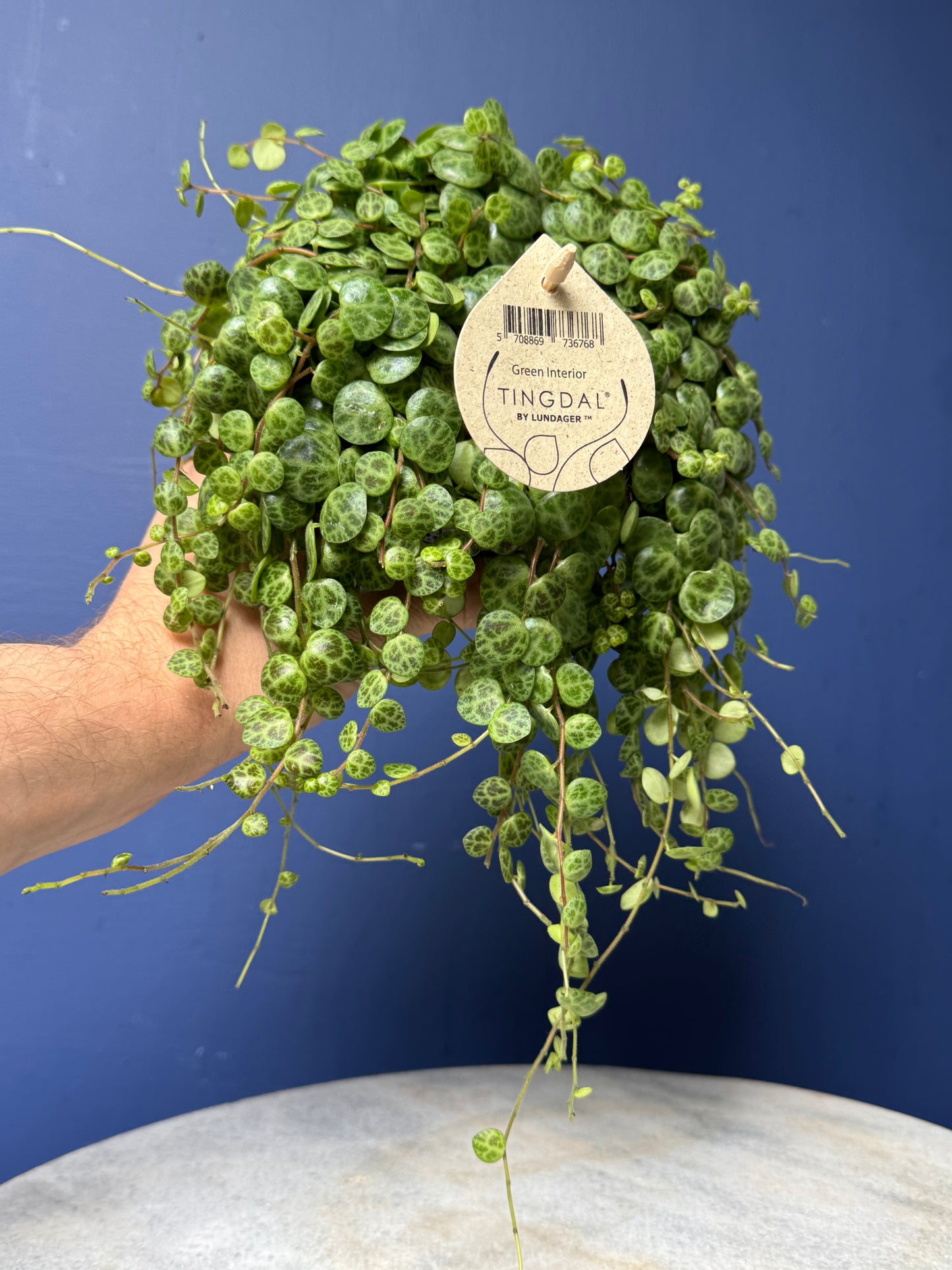 Peperomia Prostrata - String of Turtles
