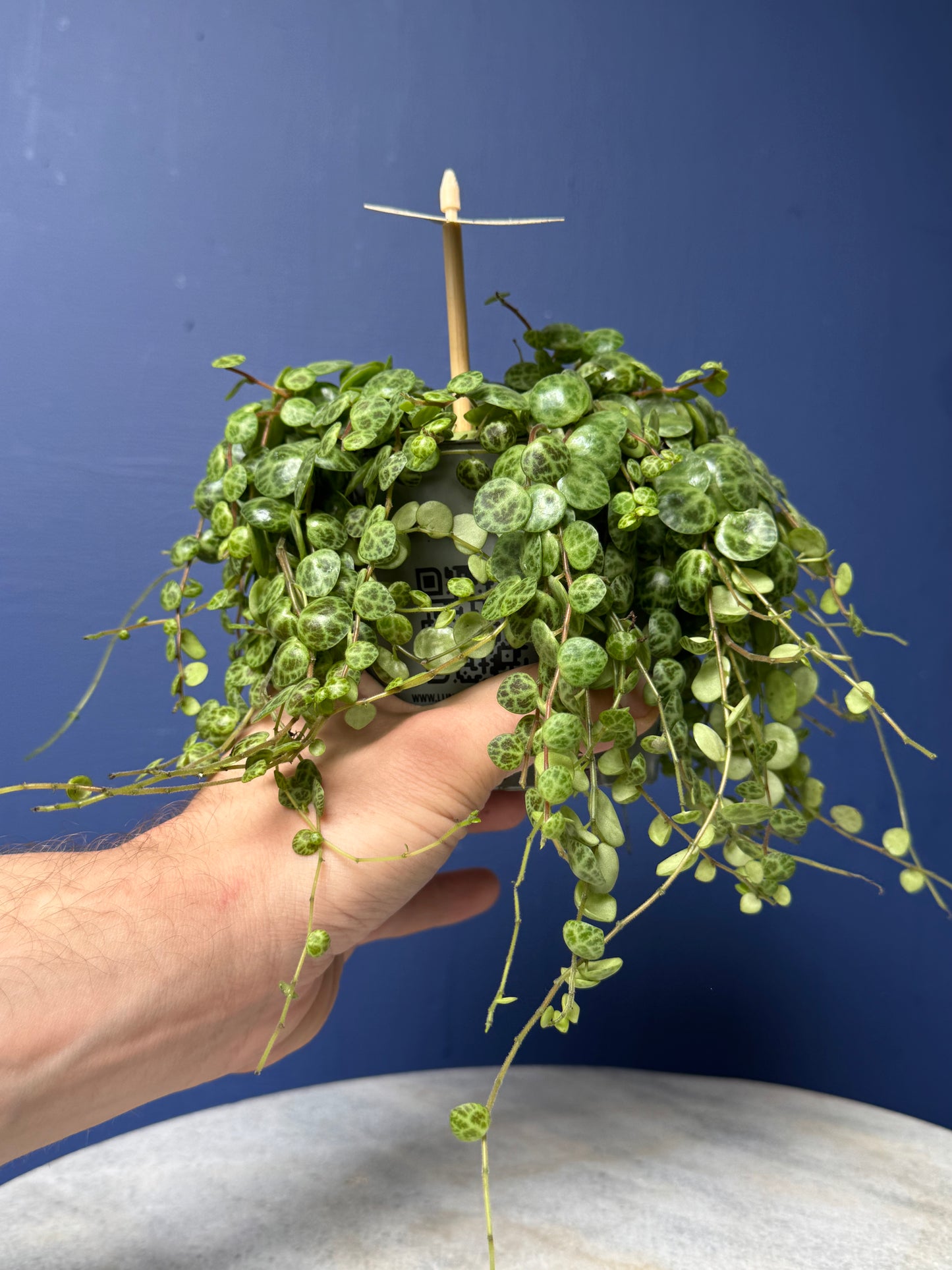 Peperomia Prostrata - String of Turtles