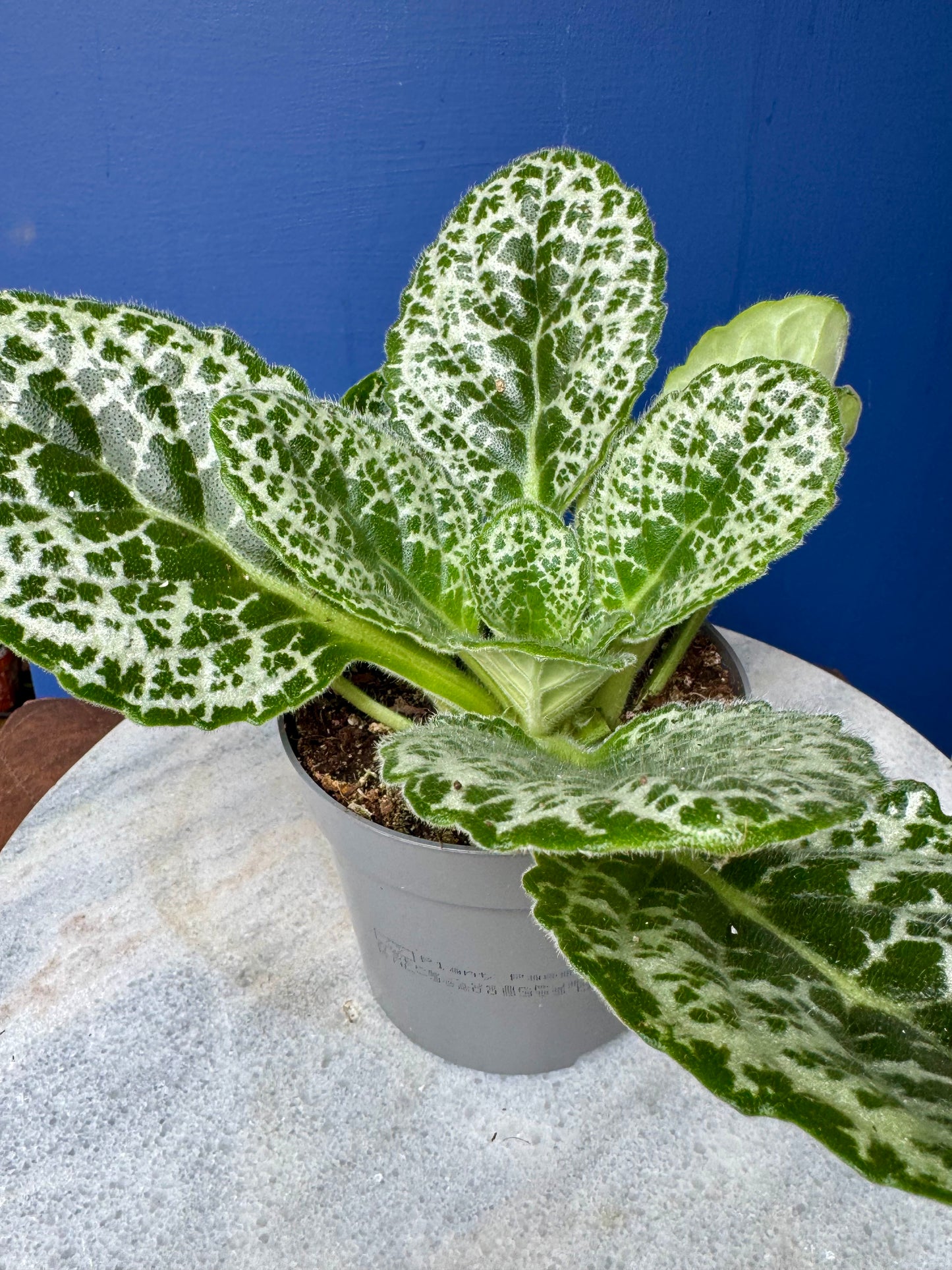 Streptocarpus Saxorum - Pretty Turtle