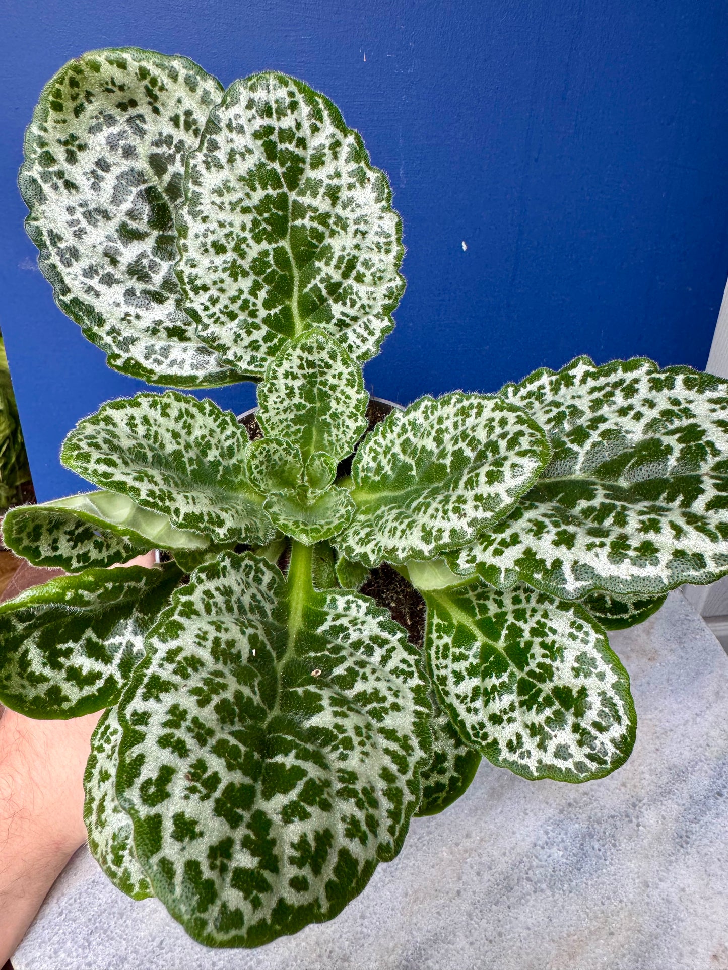 Streptocarpus Saxorum - Pretty Turtle