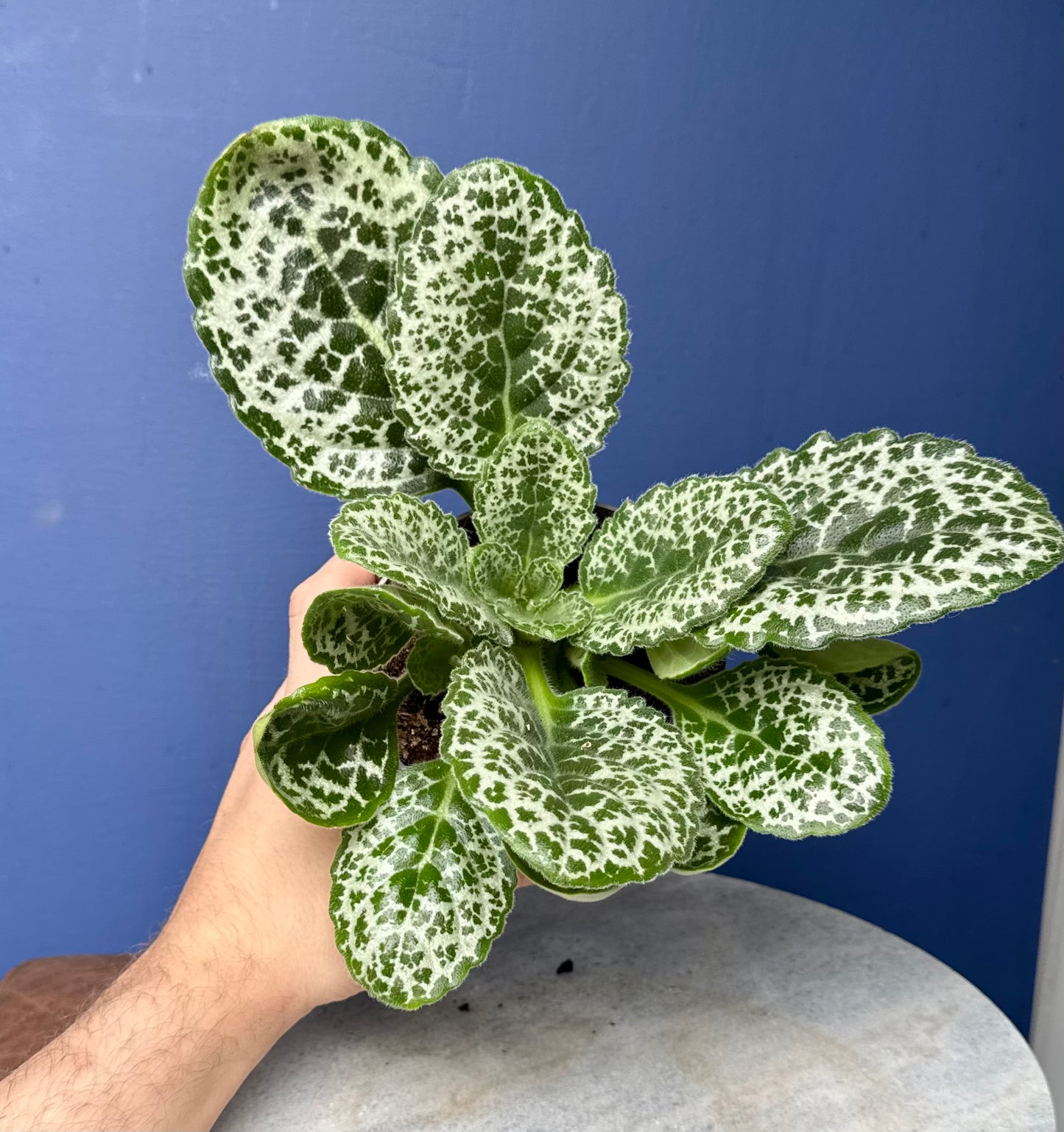Streptocarpus Saxorum - Pretty Turtle