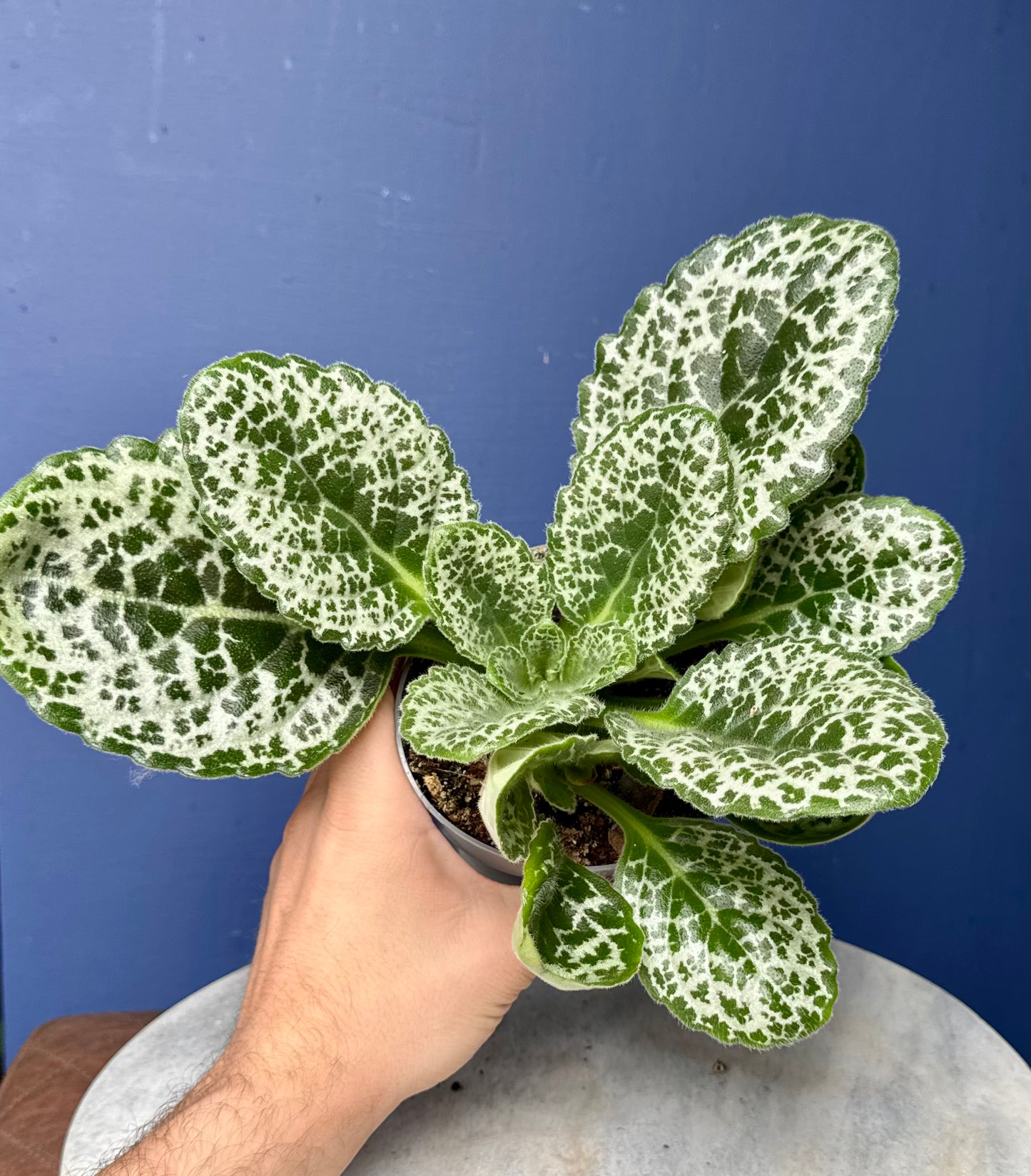 Streptocarpus Saxorum - Pretty Turtle