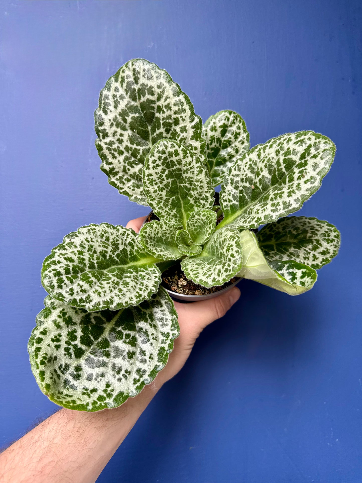 Streptocarpus Saxorum - Pretty Turtle