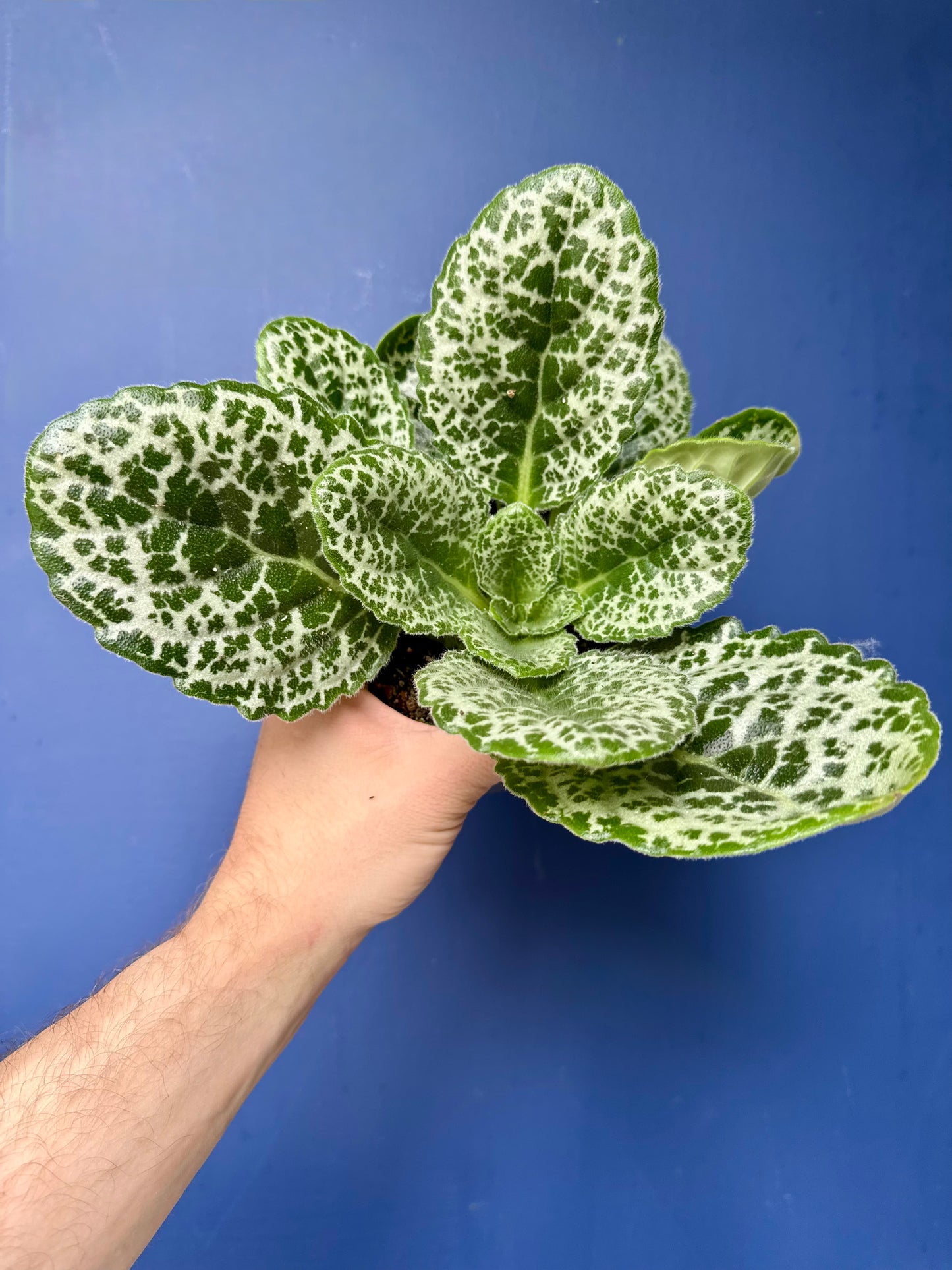 Streptocarpus Saxorum - Pretty Turtle