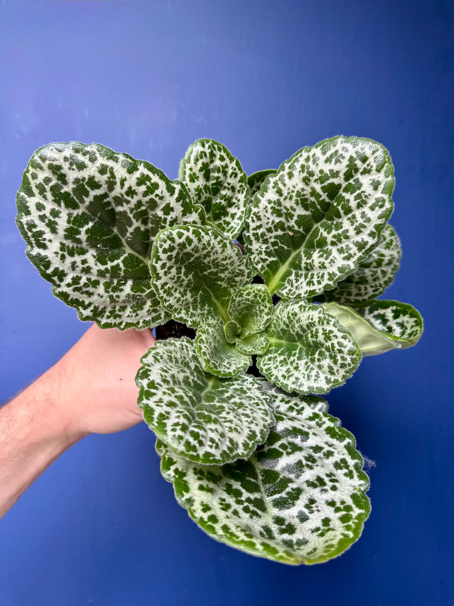 Streptocarpus Saxorum - Pretty Turtle
