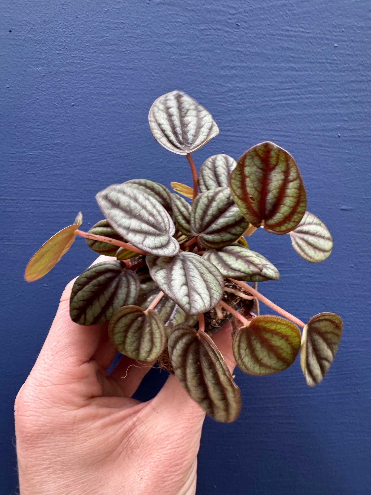 Peperomia Piccolo Banda - Radiator Plant / Peacock Plant