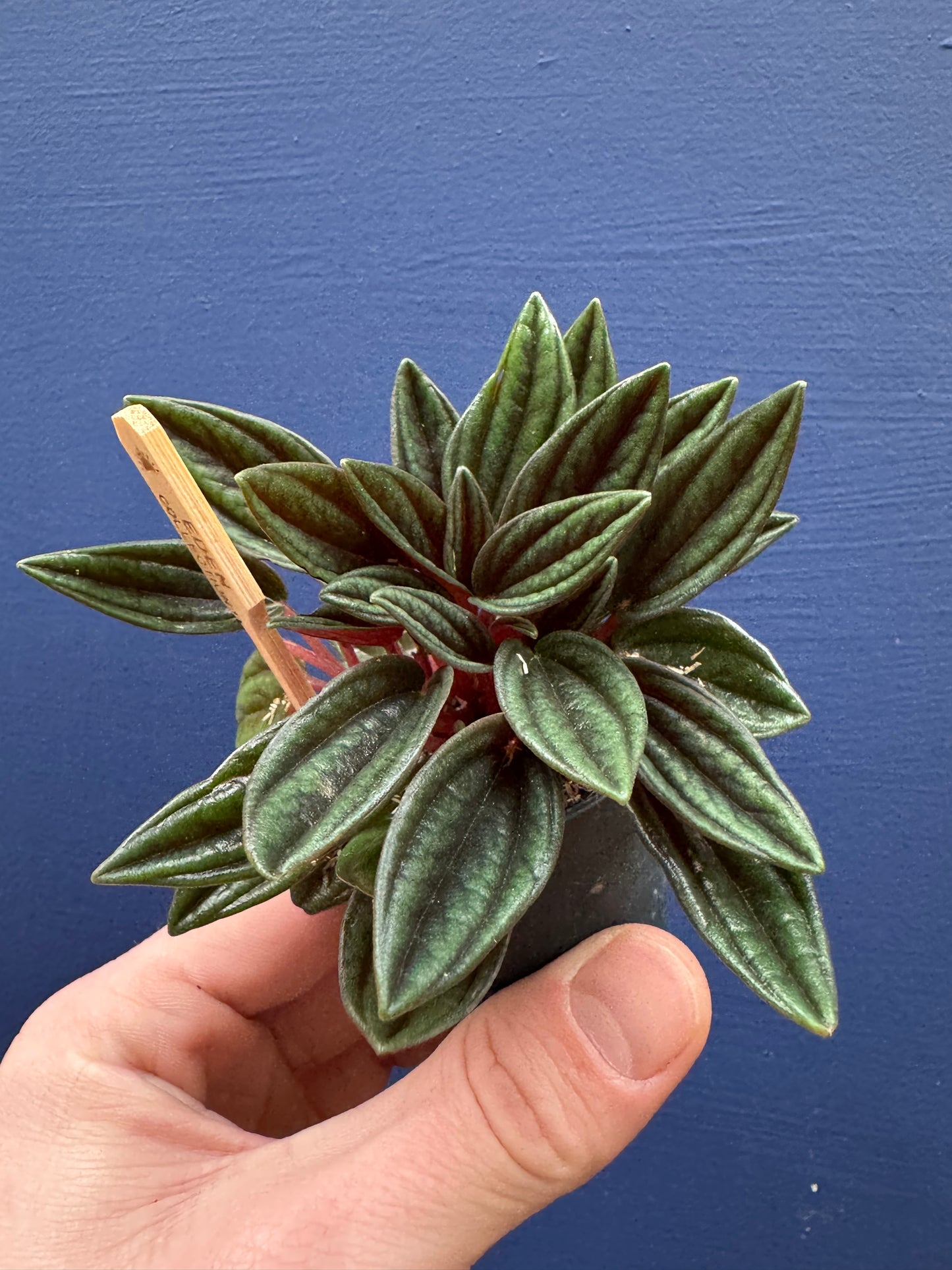 Baby Peperomia Rosso - Radiator Plant
