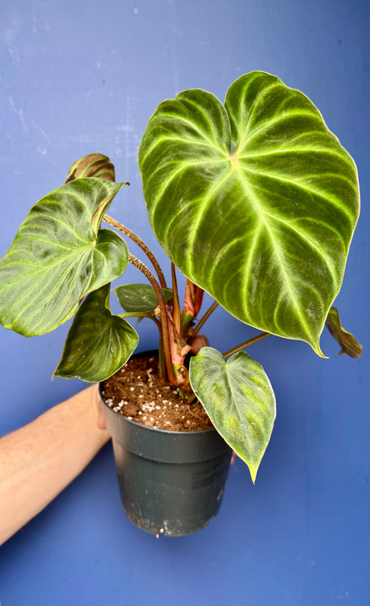 Philodendron Verrucosum - Ecuador Philodendron