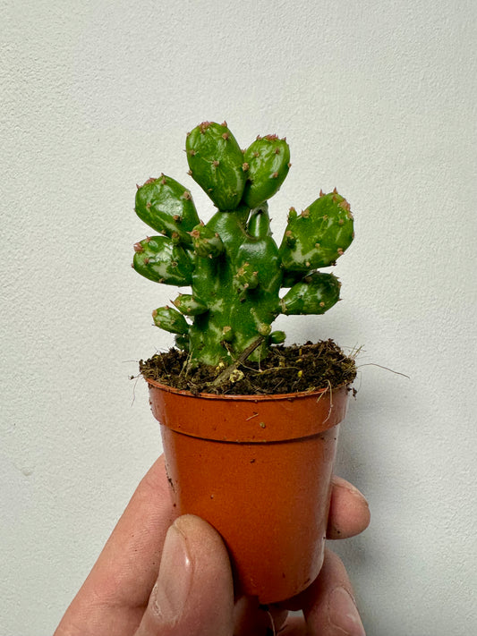 Opuntia Monacantha - Drooping Prickly Pear Cactus