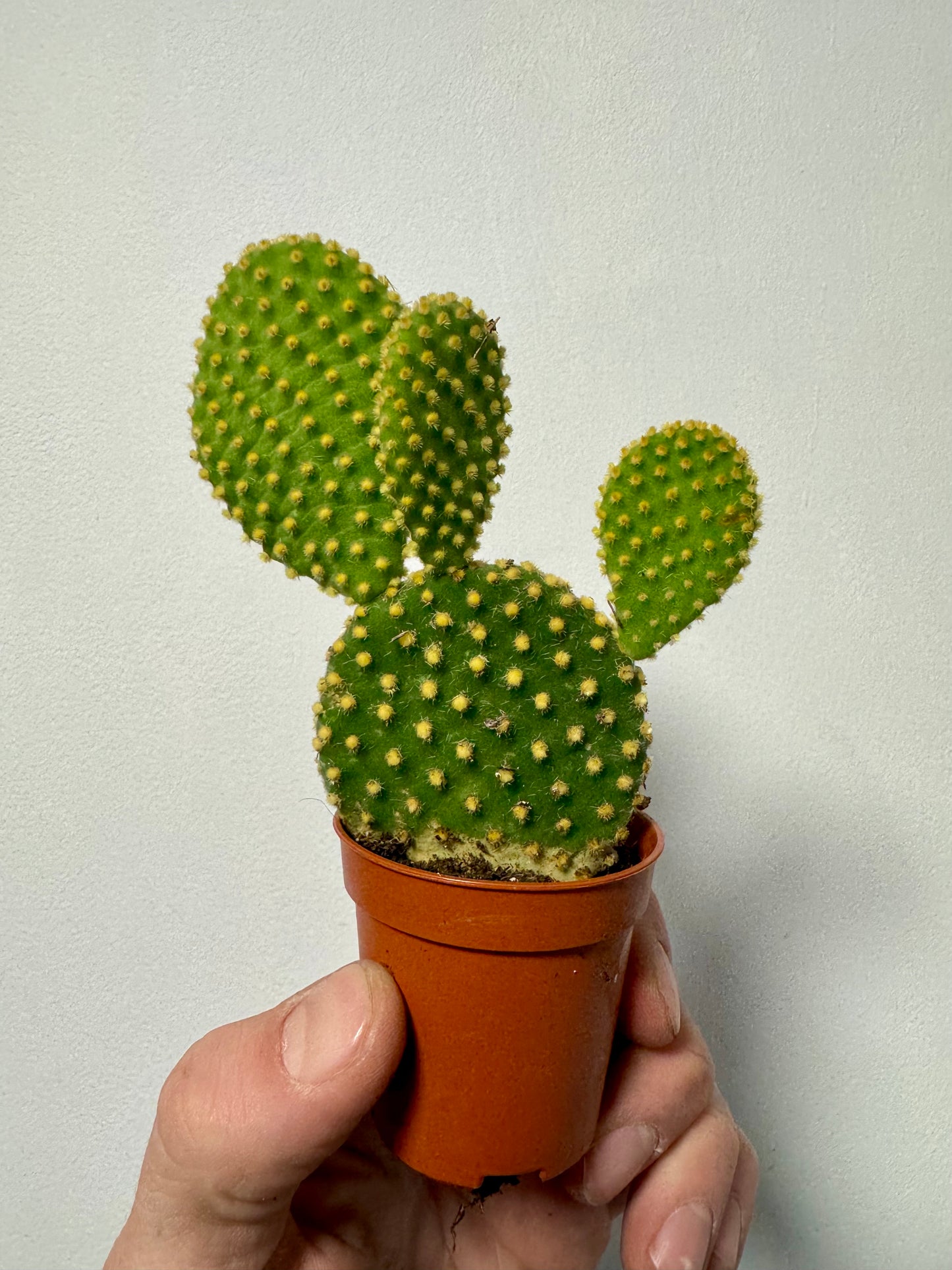 Opuntia Microdasys Pallida - Yellow Bunny Ear Cactus