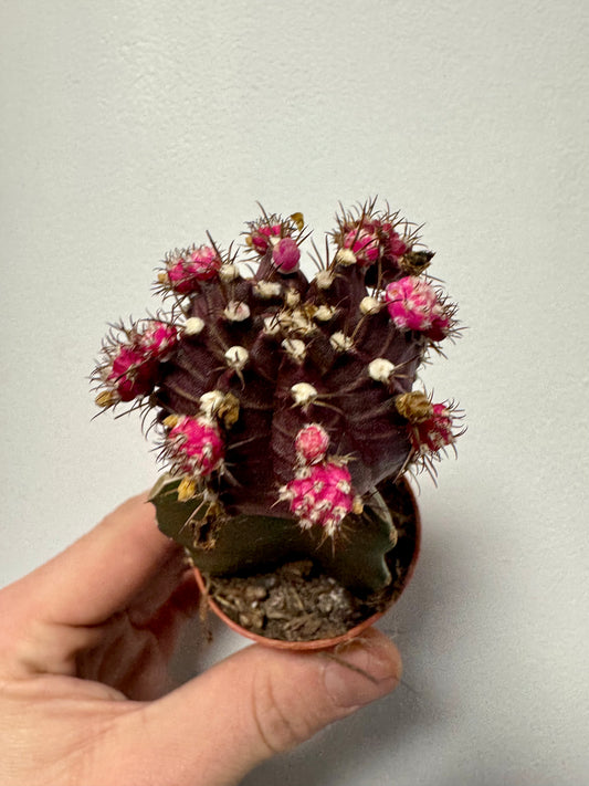 Gymnocalycium Grafted Cacti - Moon Cactus