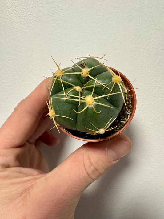 Gymnocalycium Horstii Buenekeri - Spider Cactus