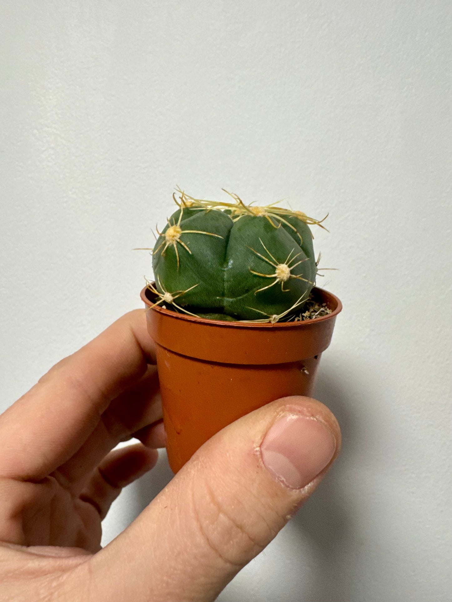 Gymnocalycium Horstii Buenekeri - Spider Cactus