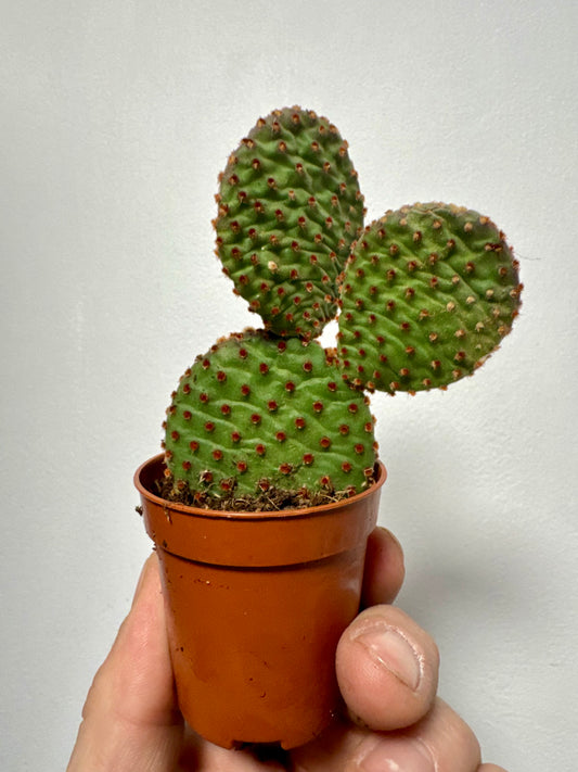 Opuntia Microdasys Indigo - Bunny Ear Cactus