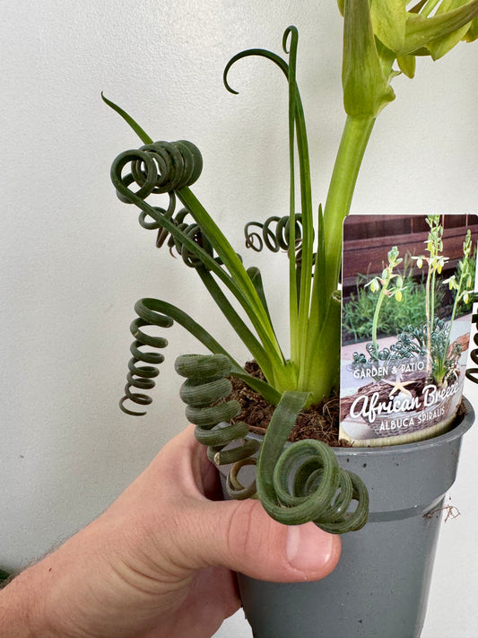 Albuca Spiralis - Frizzle Sizzle