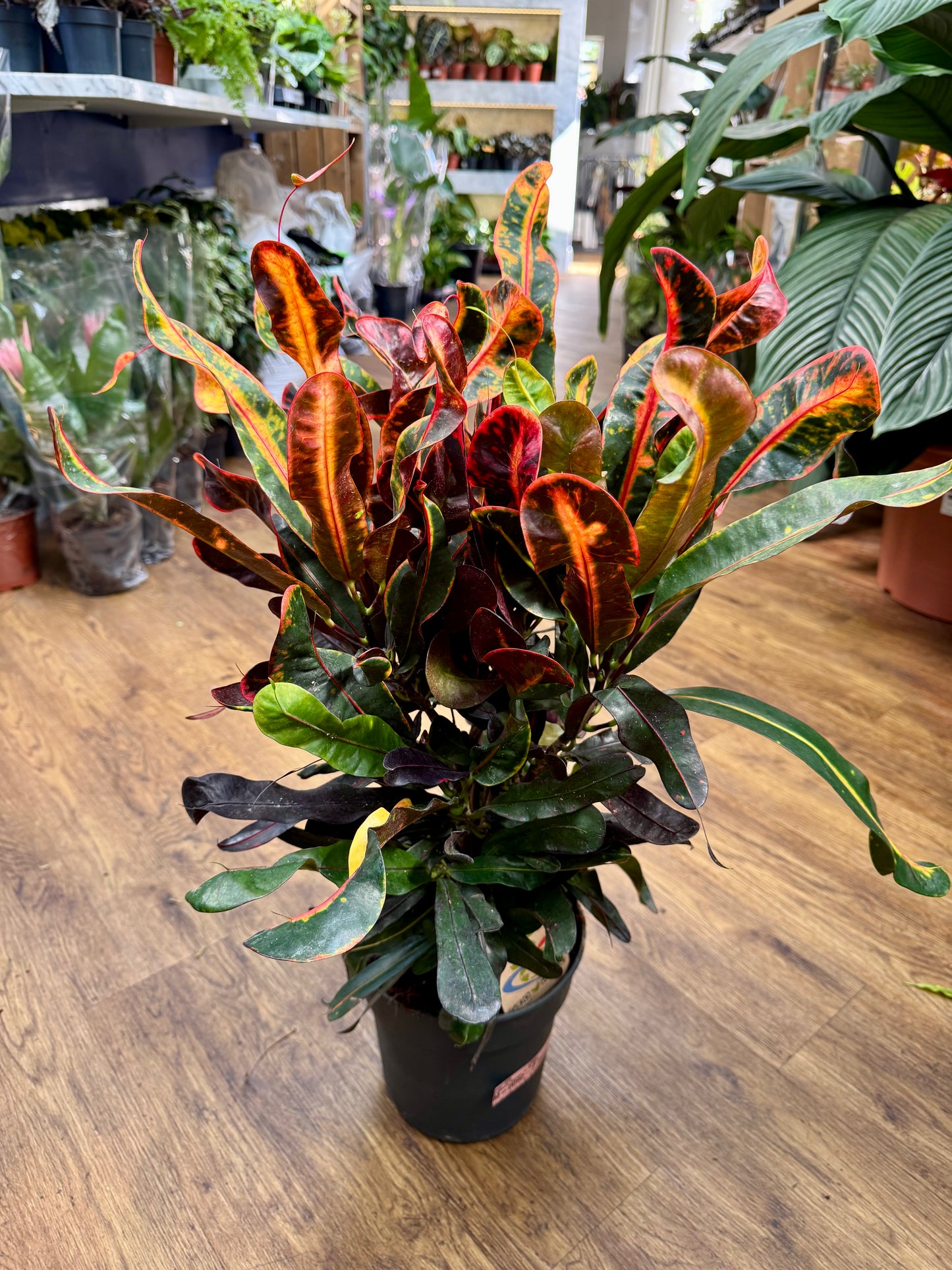 Codiaeum Mammi - Variegated Croton