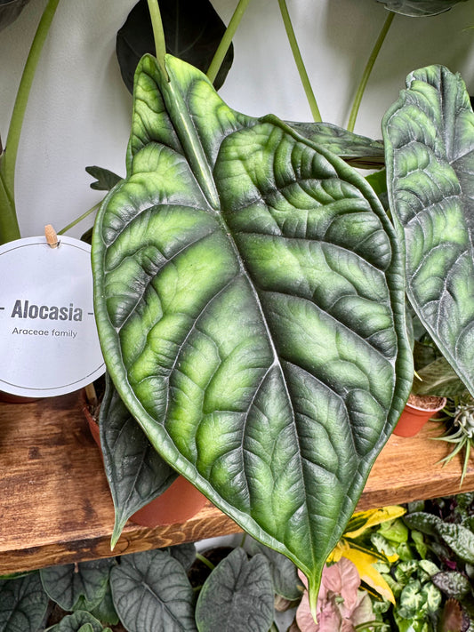 Alocasia Baginda - Dragon Scale