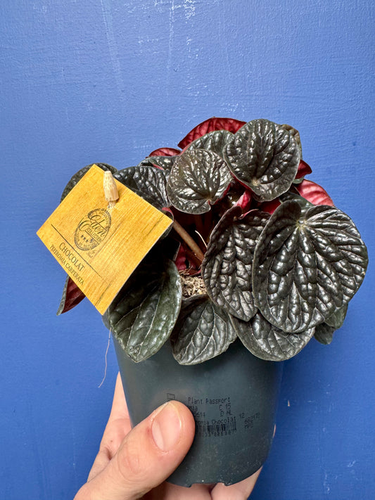 Peperomia Caperata Chocolat - Chocolate Ripple Plant