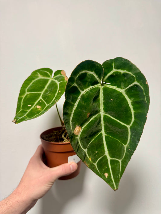 Anthurium Crystallinum - Revive & Thrive