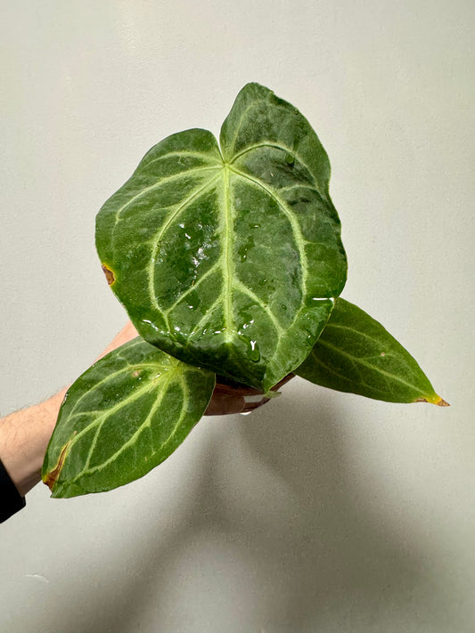 Anthurium Magnificum - Revive & Thrive