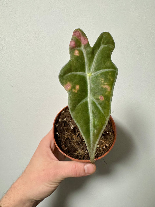 Alocasia Sanderiana - Alocasia Nobilis - Revive & Thrive