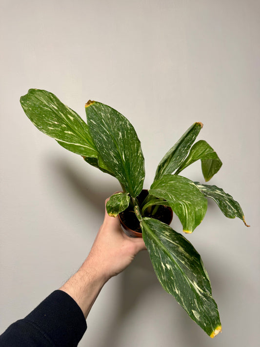 Kaempferia Pulchra Variegated - Marble Peacock Ginger Revive & Thrive