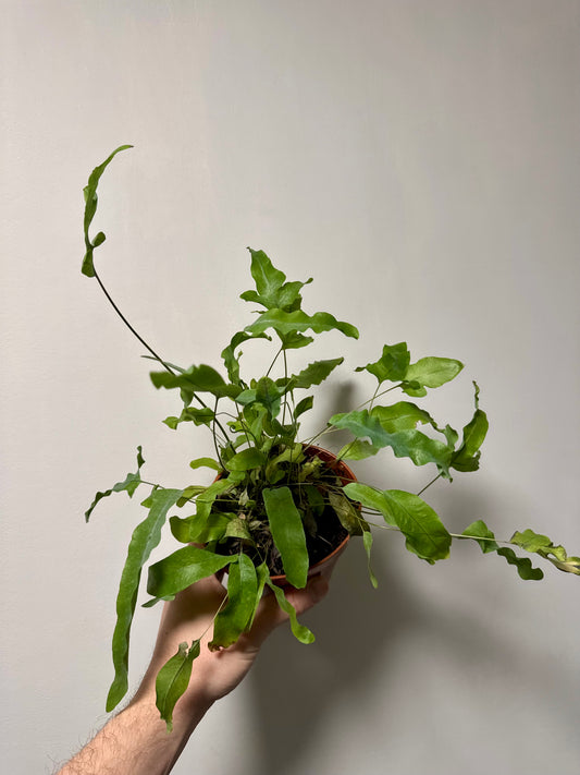 Phlebodium Aureum - Blue Star Fern - Revive & Thrive