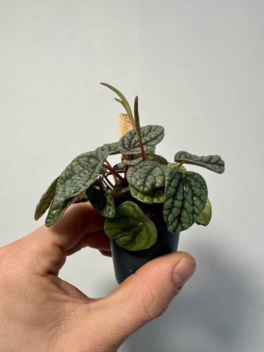 Peperomia Caperata Burbella - Radiator Plant
