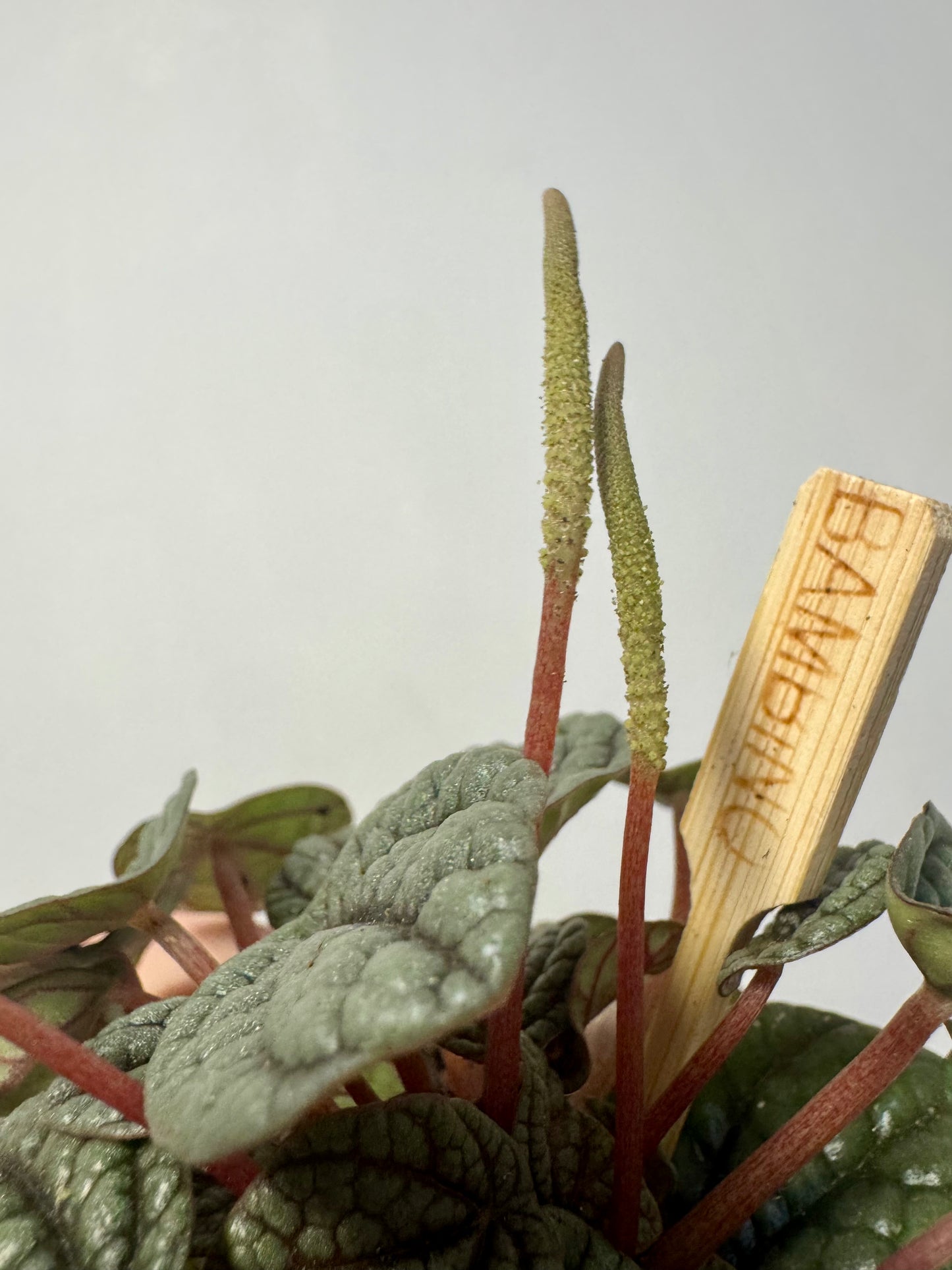 Peperomia Caperata Burbella - Radiator Plant