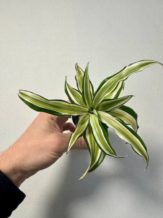 Dracaena 'Malaika'- Dragon Tree 'Malaika'