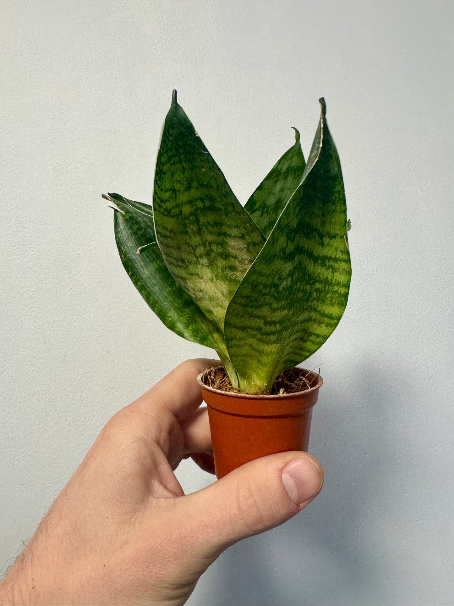 Sansevieria Hyacinthoides - African Bow String Hemp