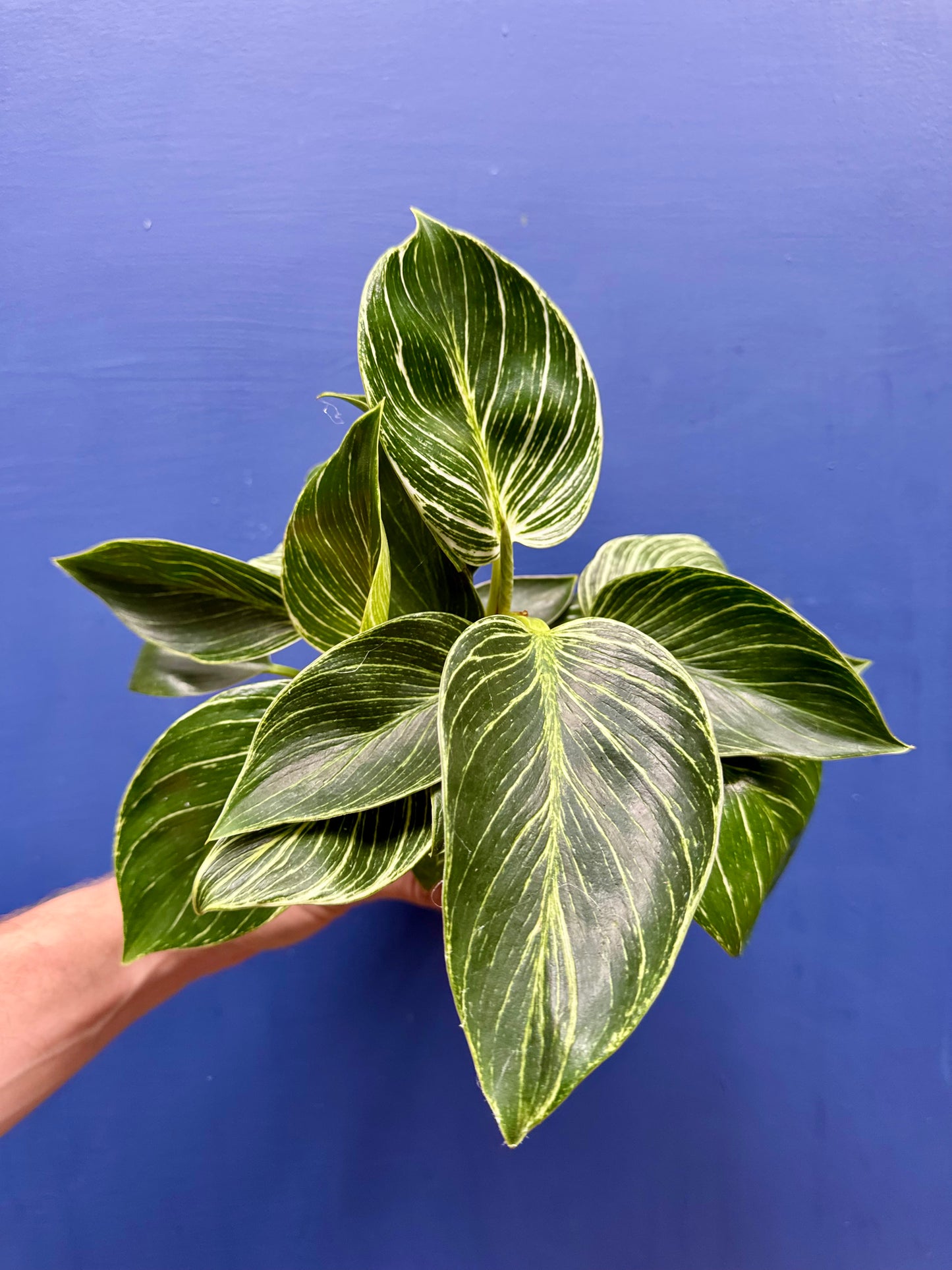 Philodendron Birkin White Wave