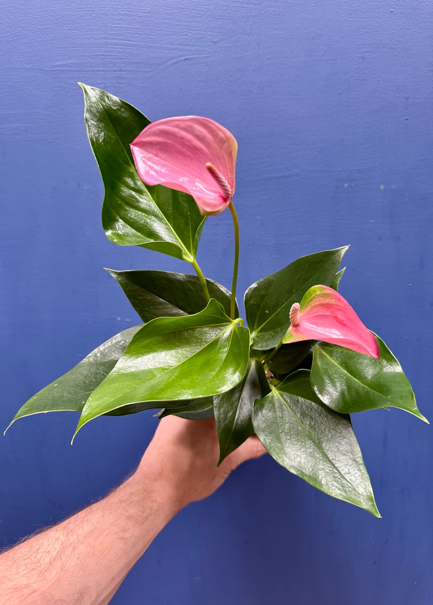 Anthurium - Flamingo Flower
