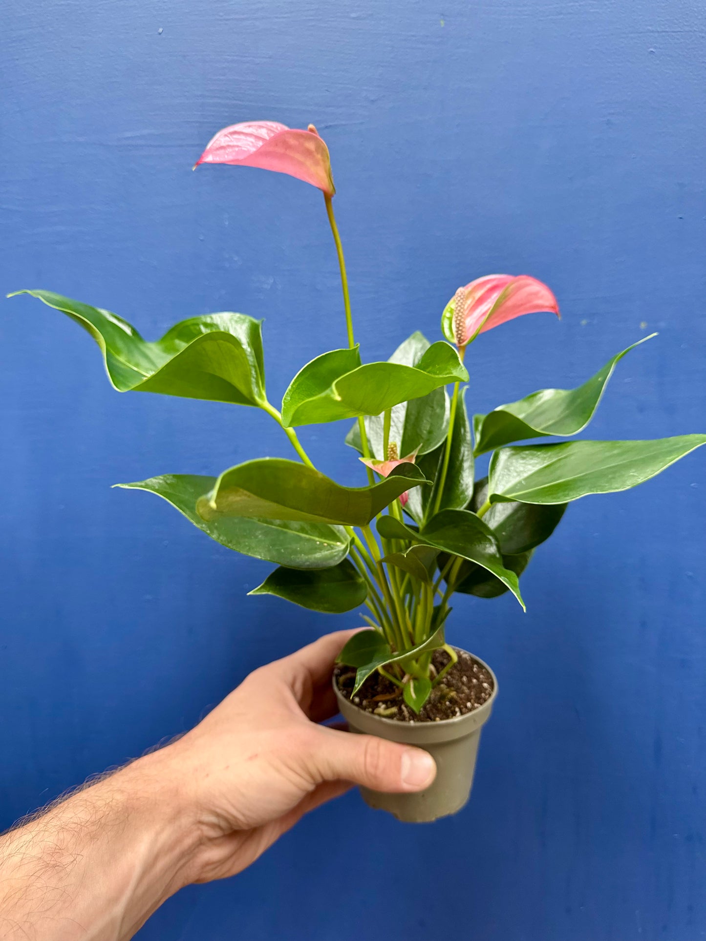 Anthurium - Flamingo Flower