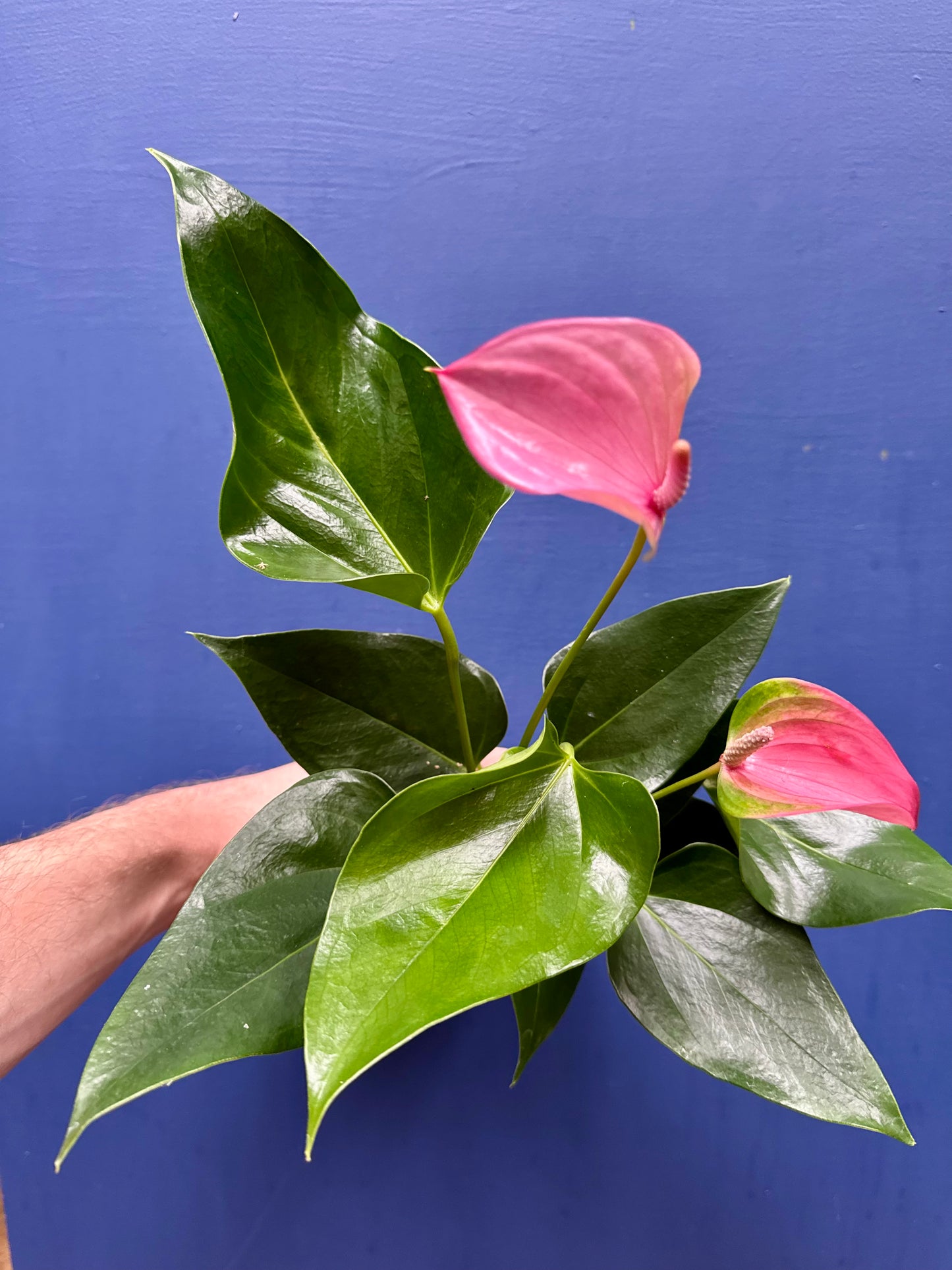 Anthurium - Flamingo Flower