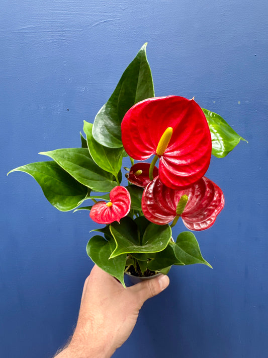 Anthurium - Flamingo Flower