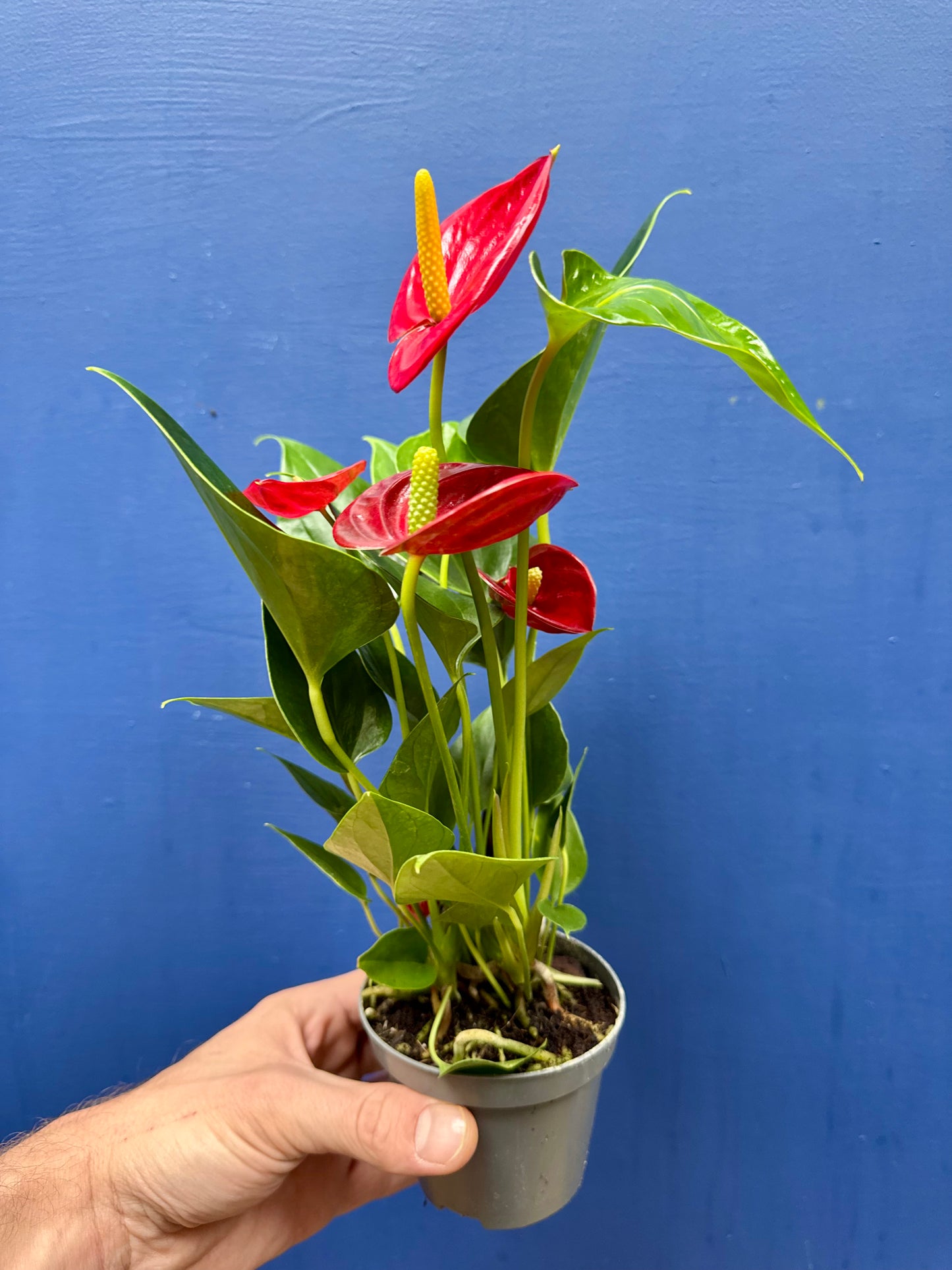 Anthurium - Flamingo Flower
