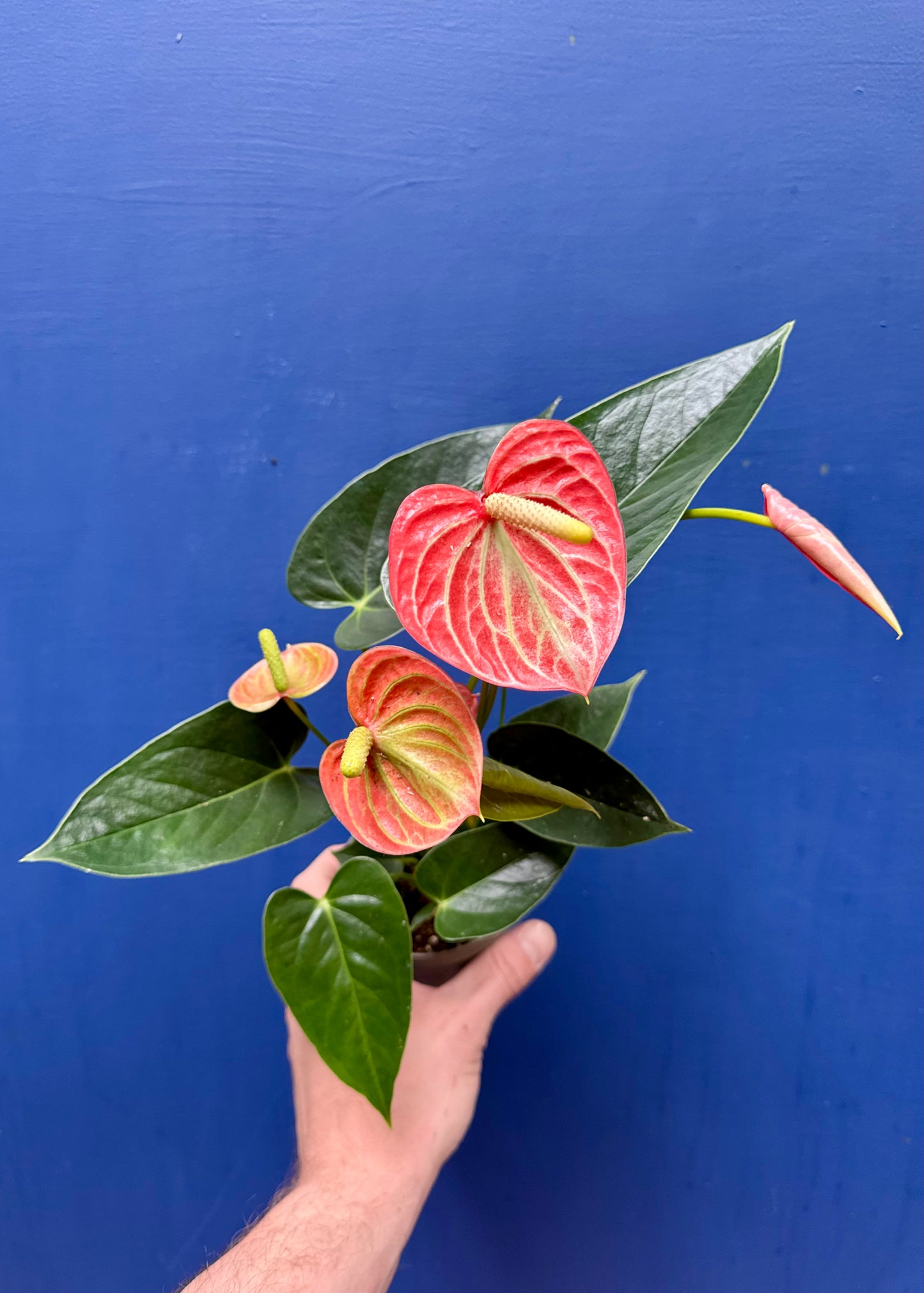 Anthurium - Flamingo Flower