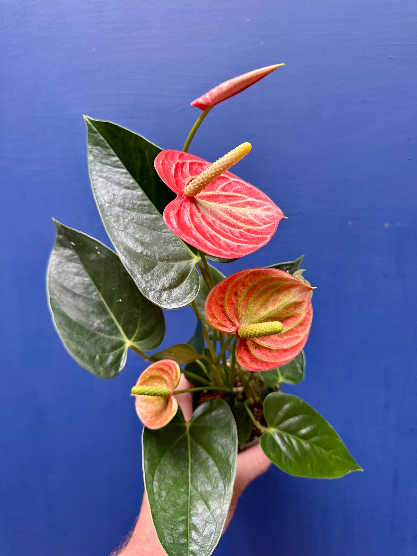Anthurium - Flamingo Flower