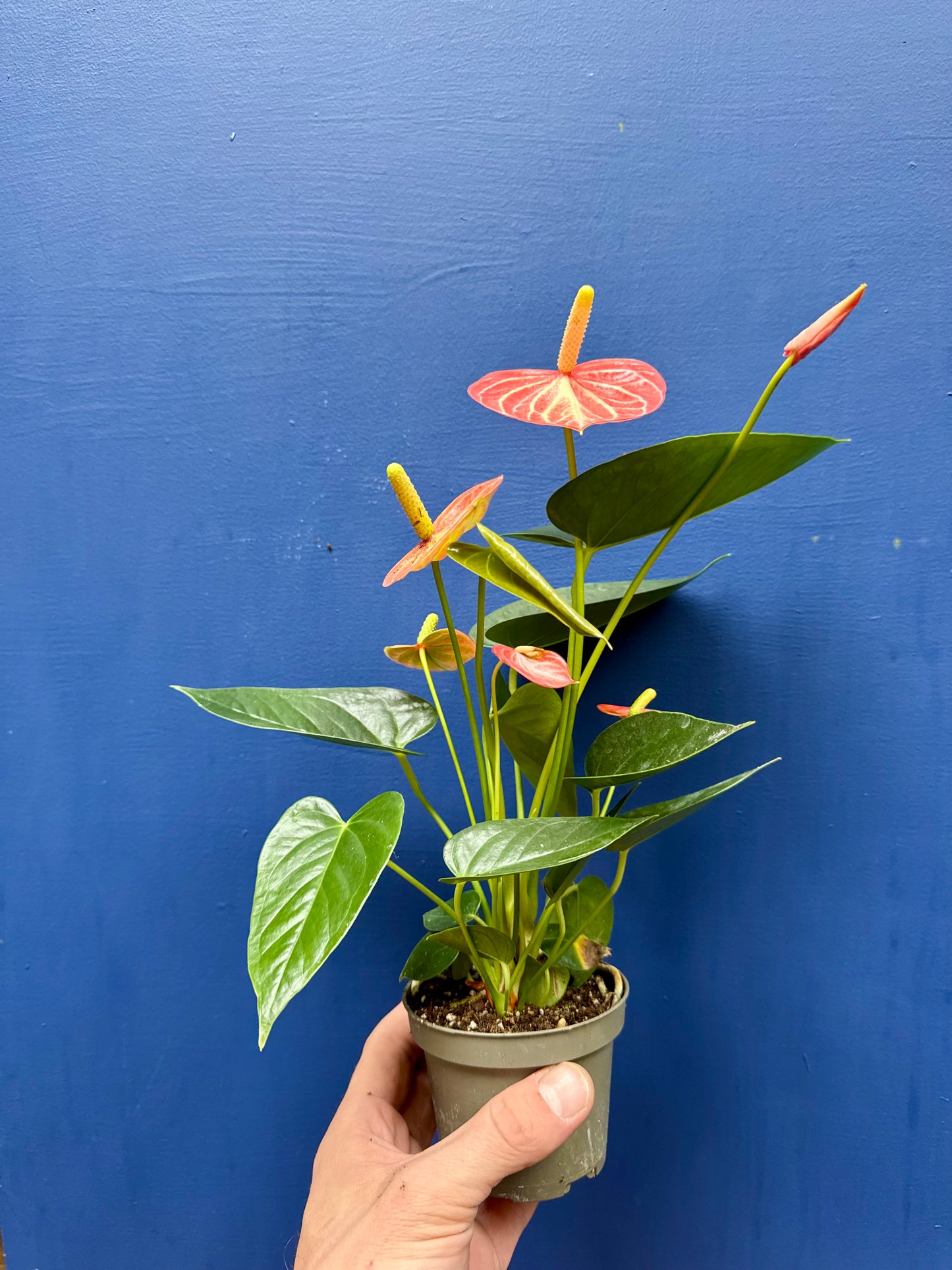 Anthurium - Flamingo Flower