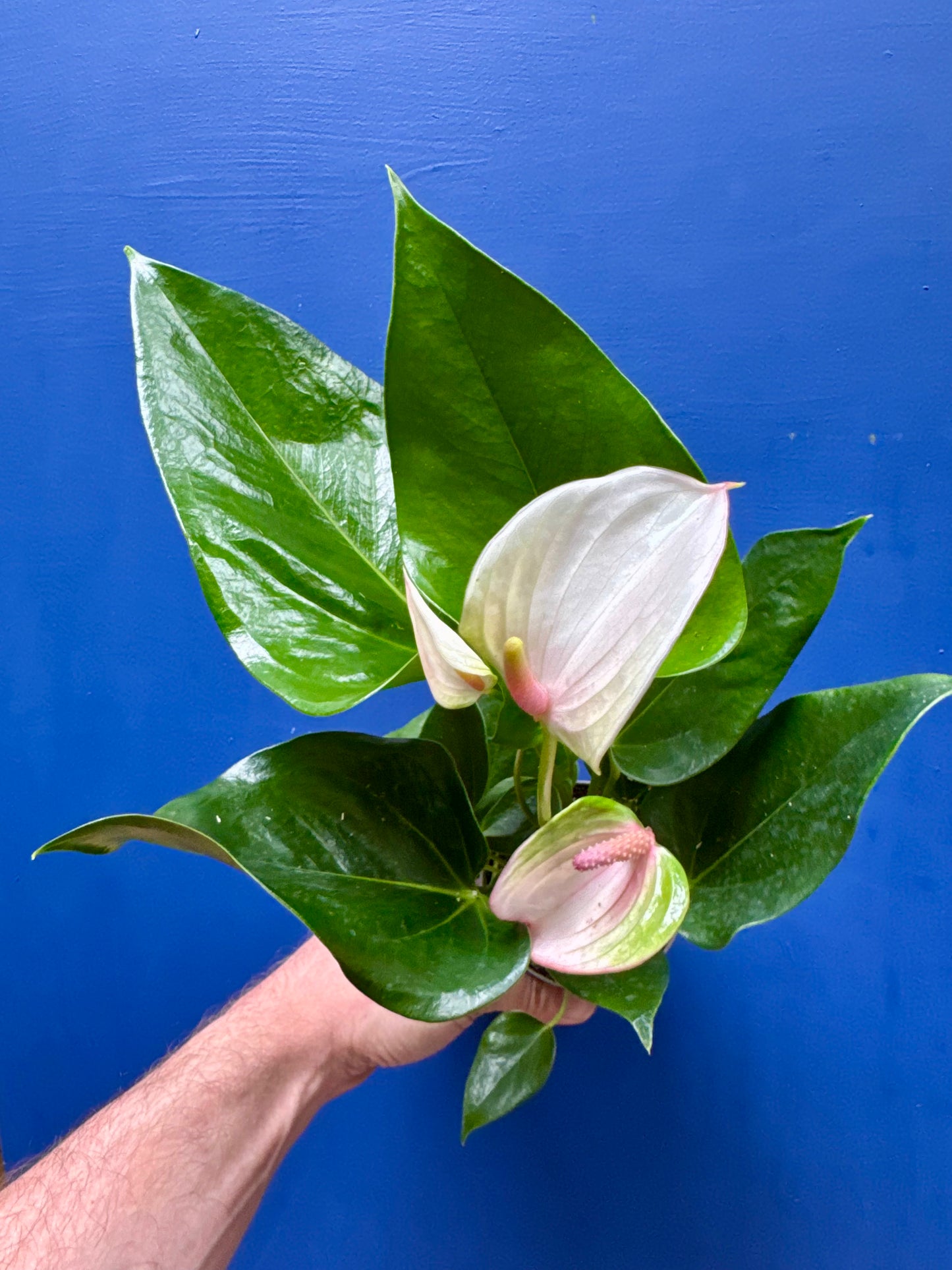 Anthurium - Flamingo Flower
