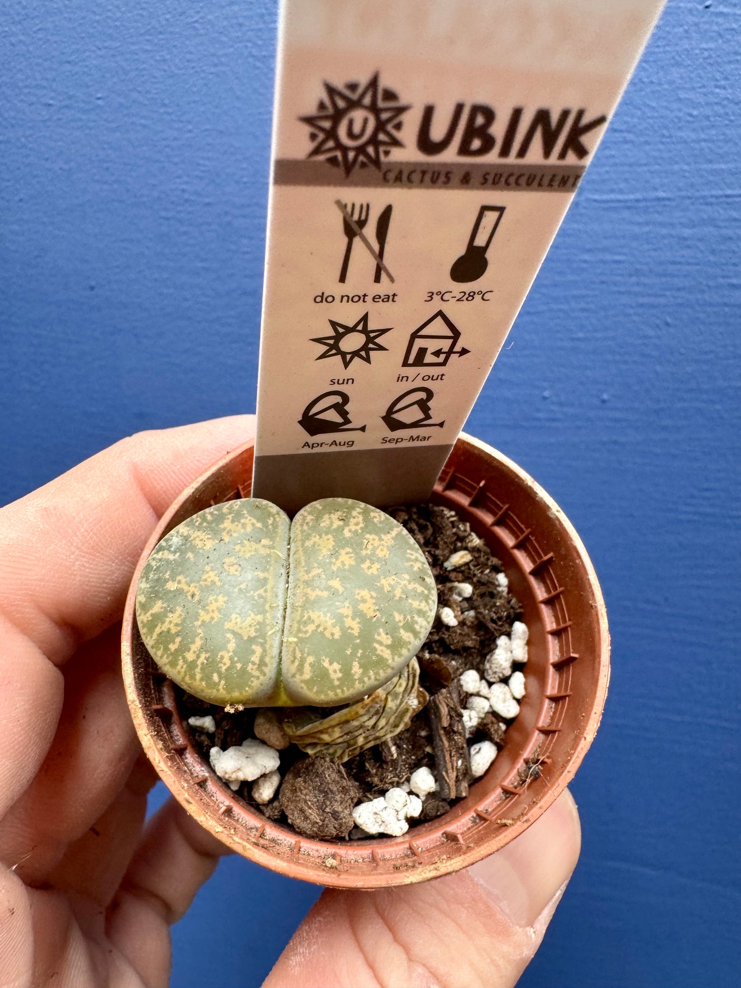 Lithops - Living Stones