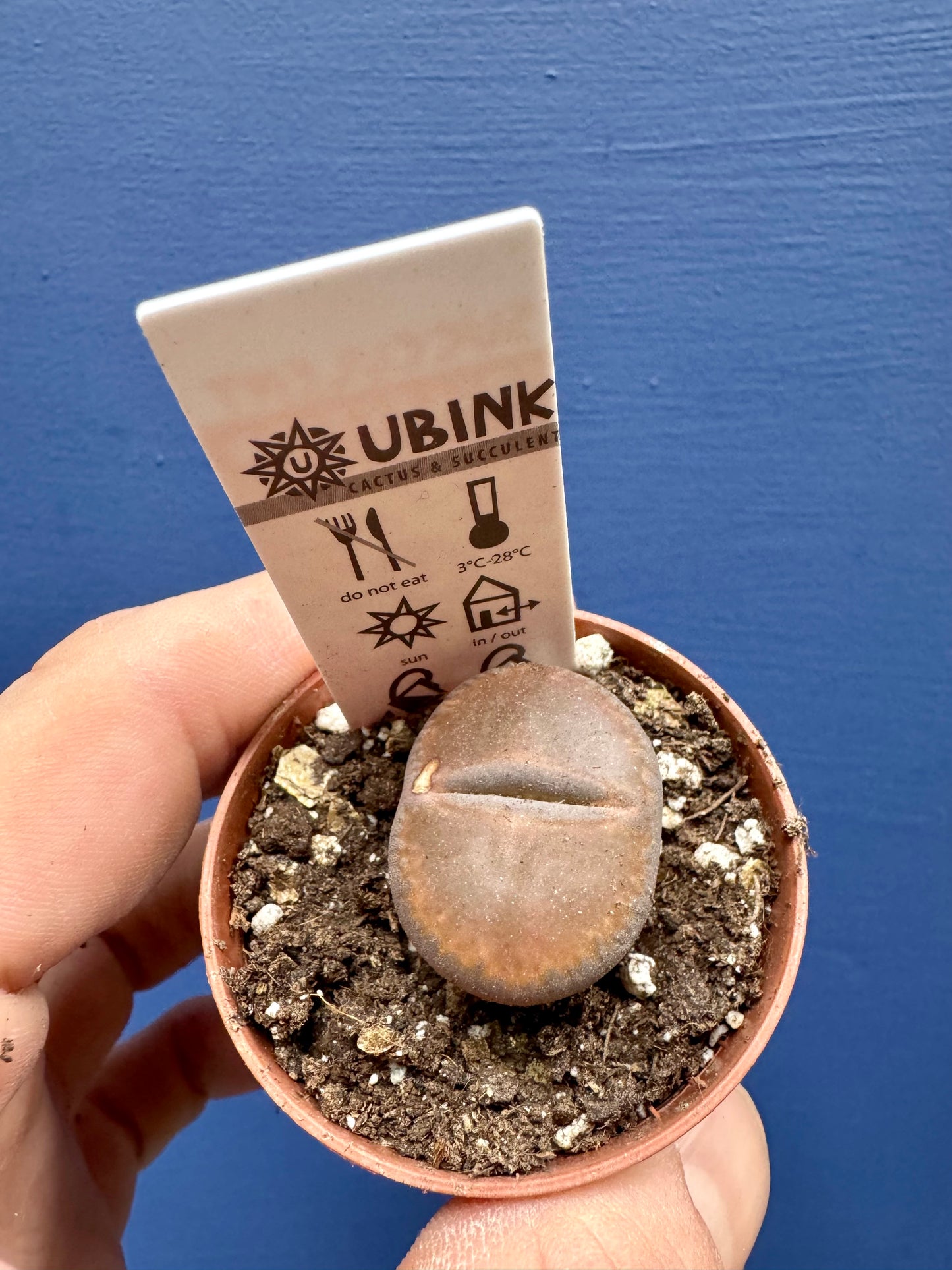 Lithops - Living Stones