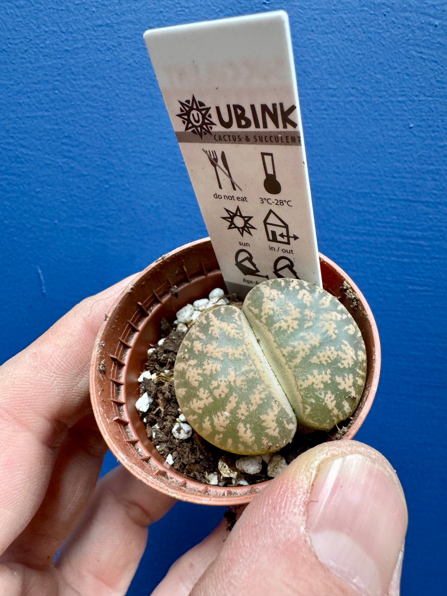 Lithops - Living Stones