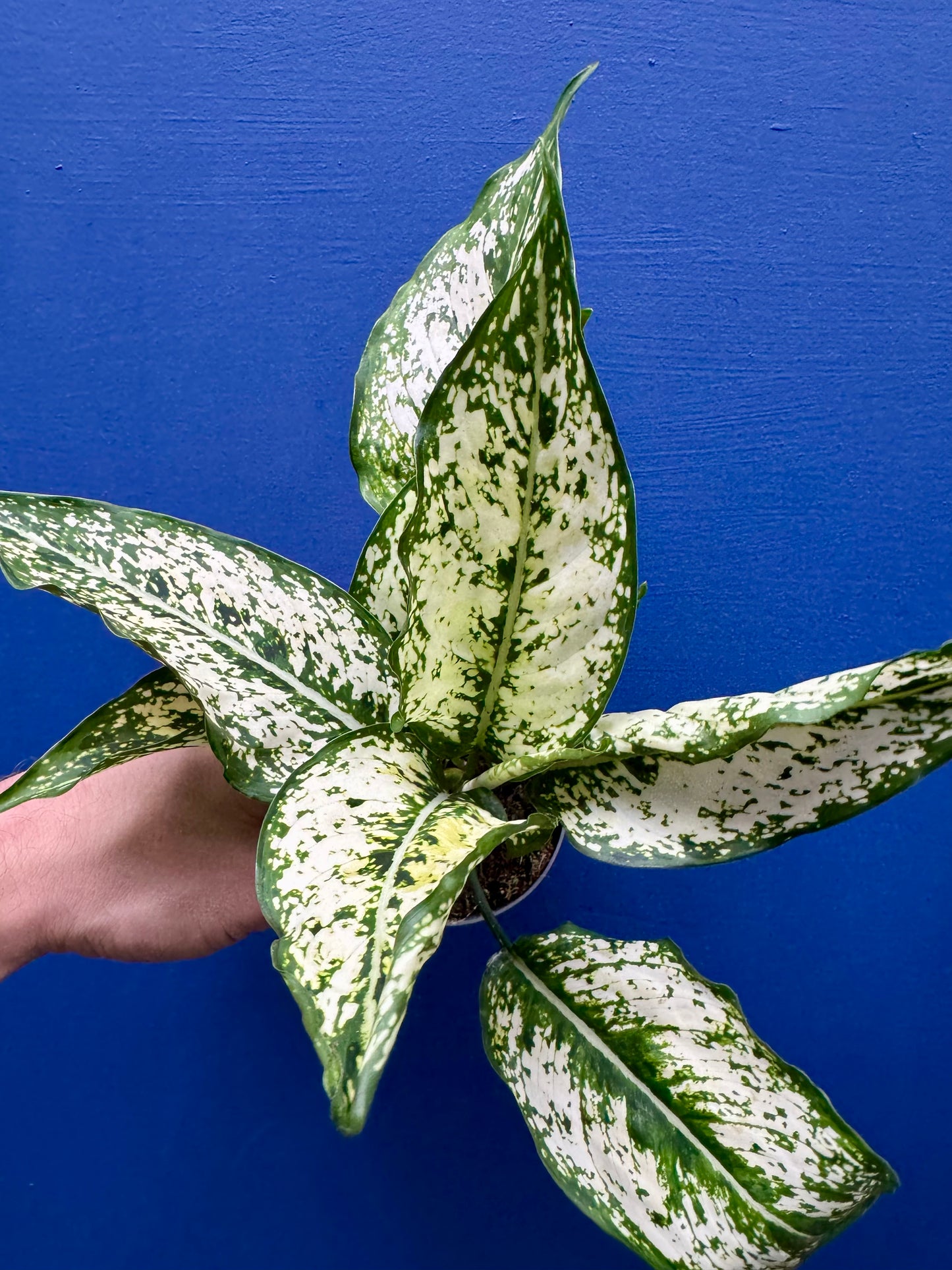 Aglaonema White Kiwi - Chinese Evergreen